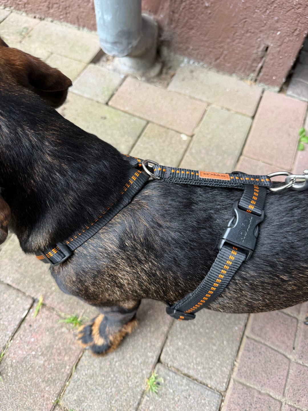 Customer photo review of Premium Hundegeschirr gepolstert