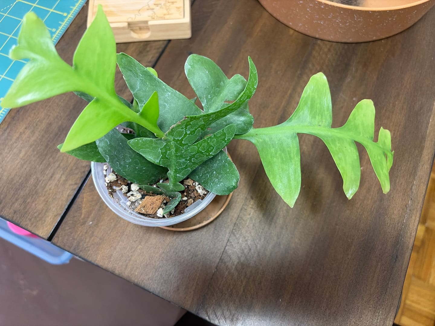 Customer photo review of Cactus Selenicereus chrysocardium "Sharktooth"