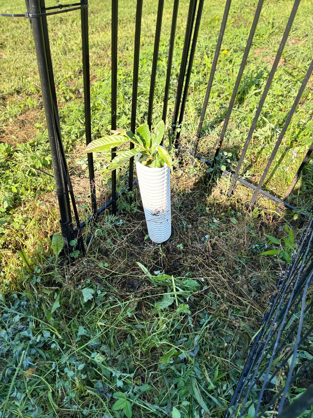 Customer photo review of Hybrid Chestnut