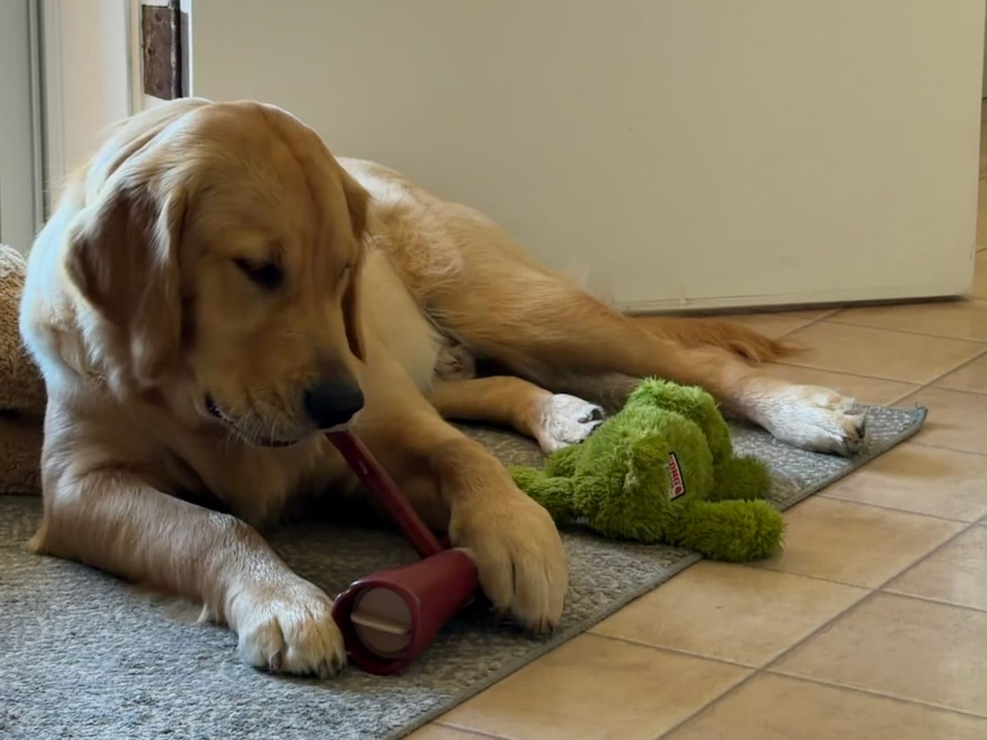 Customer photo review of 12 Inch Thick Bully Stick