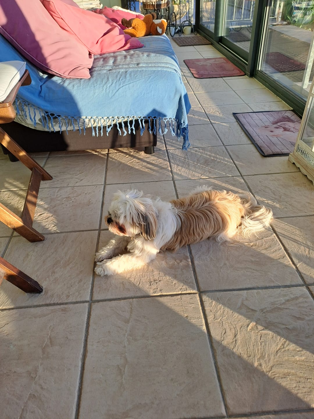 Customer photo review of Télécommande anti-aboiement PuppySafe