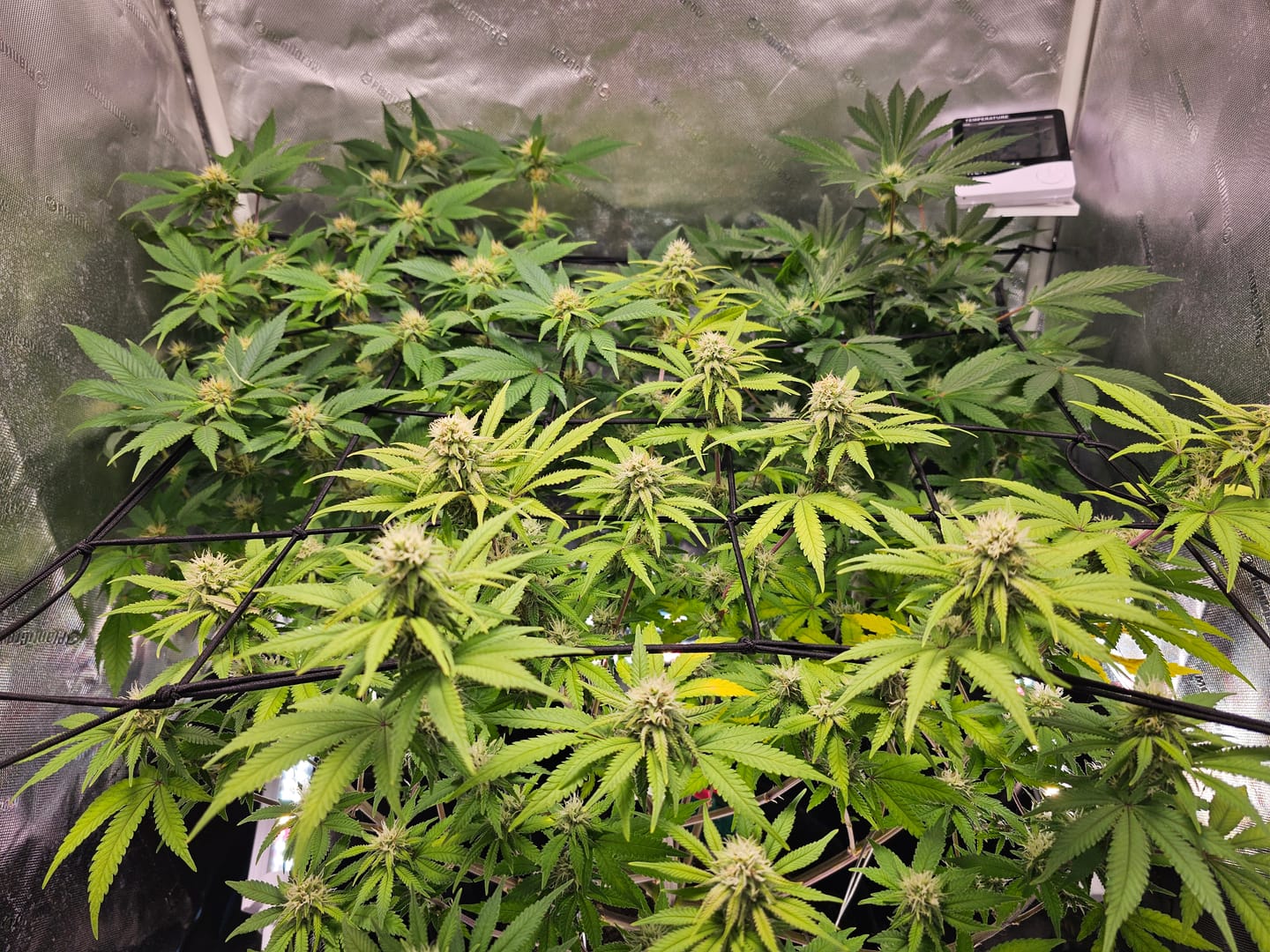 Customer photo review of Amnesia Haze Samen Feminisiert