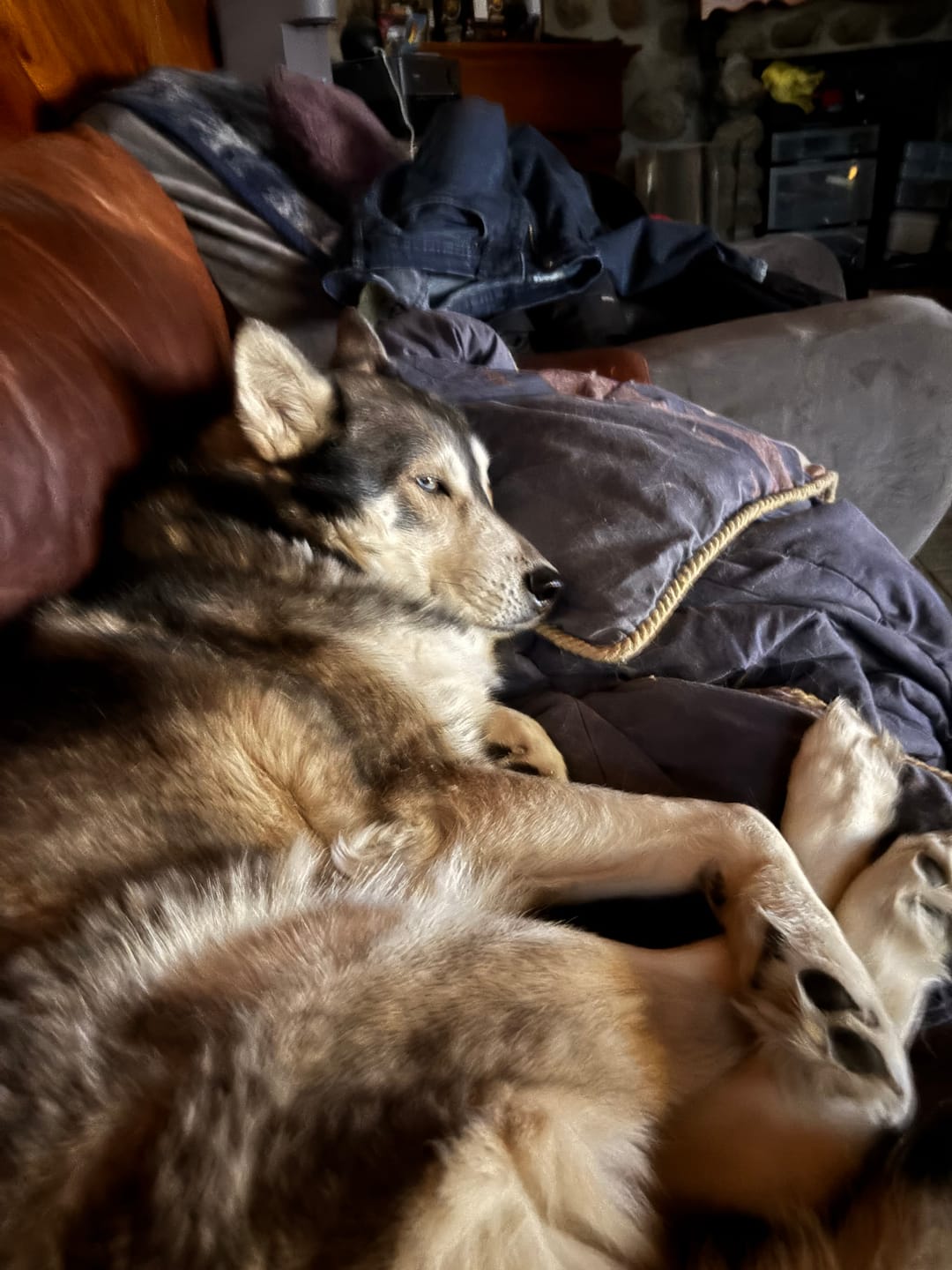 Customer photo review of Horizon Taiga - Nourriture pour chien économique 35 lbs
