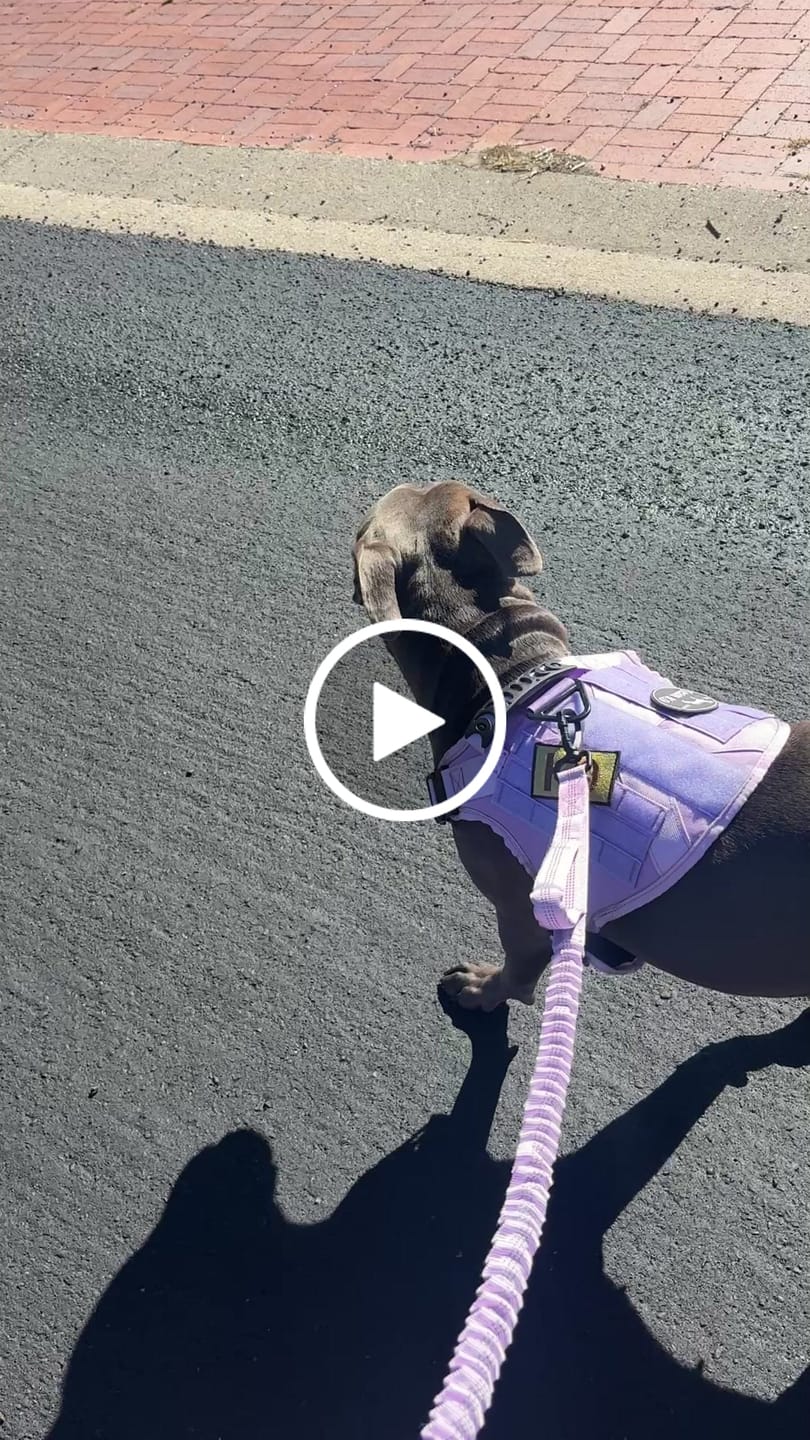 Customer video review of NEW Upgraded Tactical No-Pull Team K9® Dog Harness with 4 Quick-Release Metal Buckles, Reinforced Front & Back V-Rings, Hook & Loop Panels, Adjustable Straps, Reflective Strips, & Top Handle