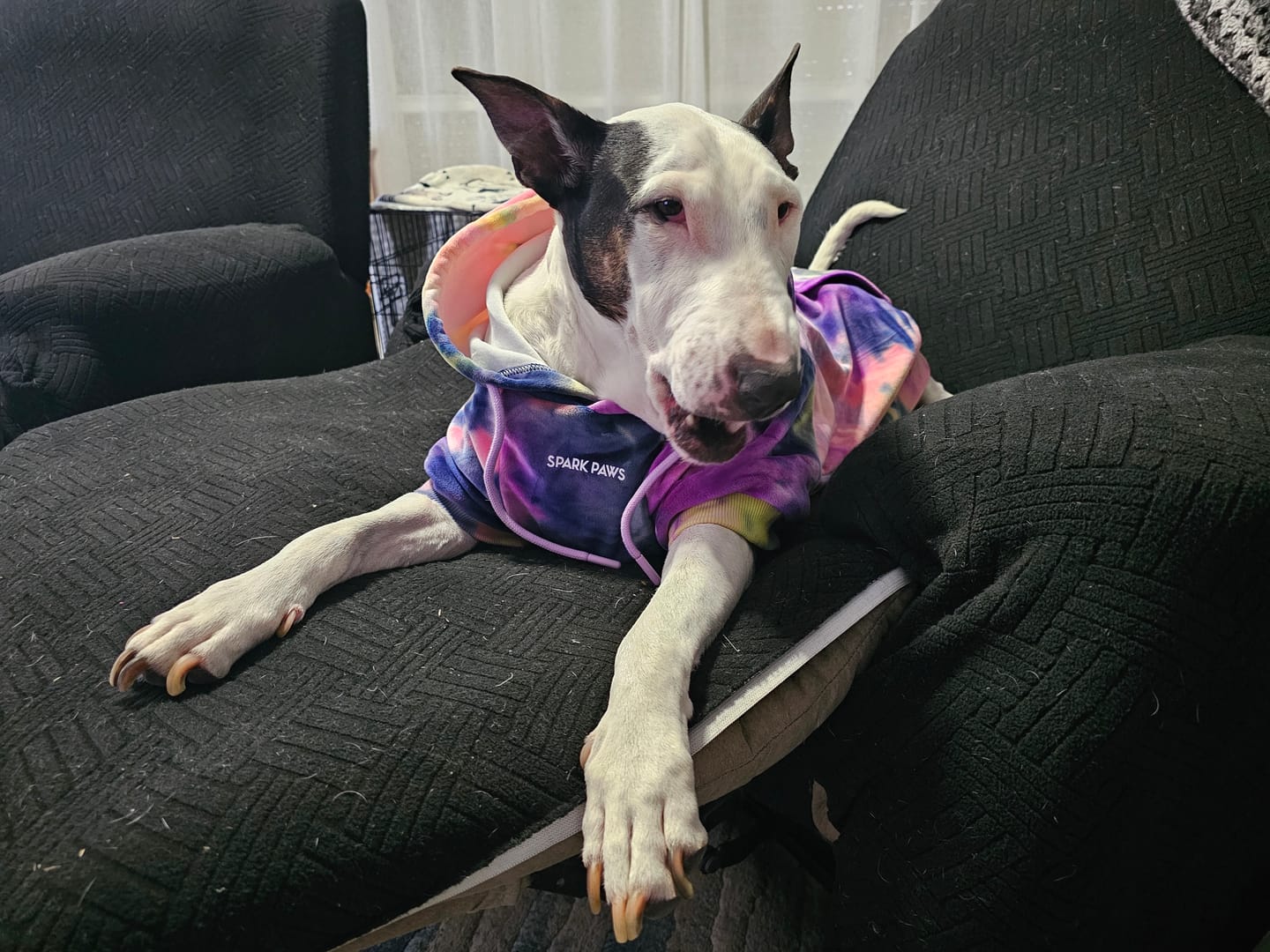 Customer photo review of Velvet Dog Hoodie - Berry Lemonade