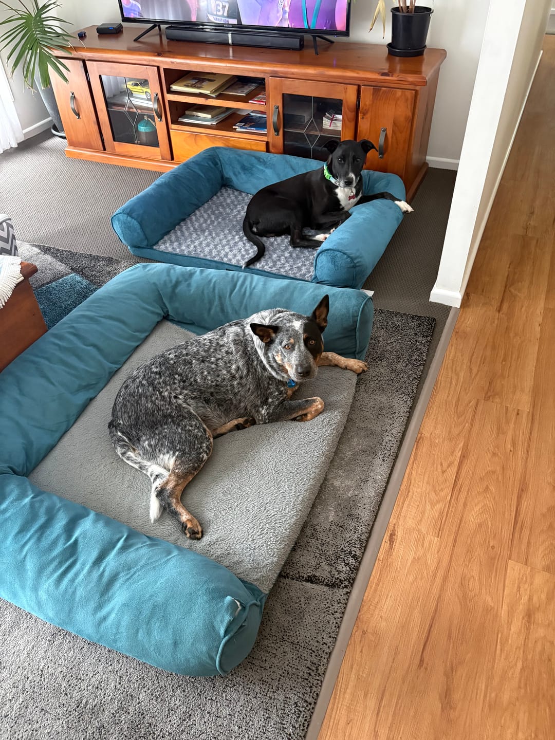 Customer photo review of Pet Sofa Bed