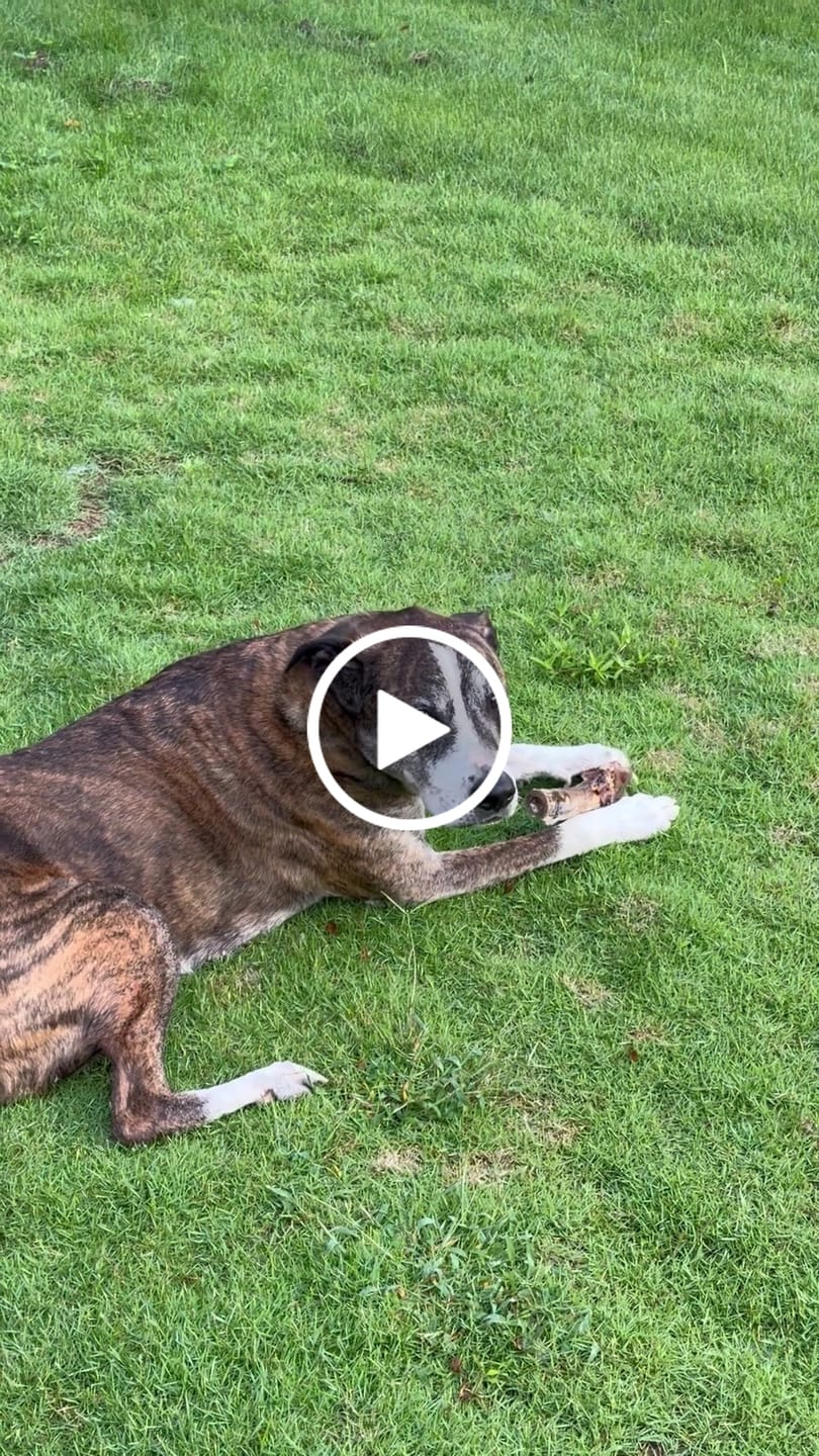 Customer video review of Medium Ostrich Cane (10" x 3"): The Long-Lasting, Flavor-Packed Chew for Medium & Large Dogs
