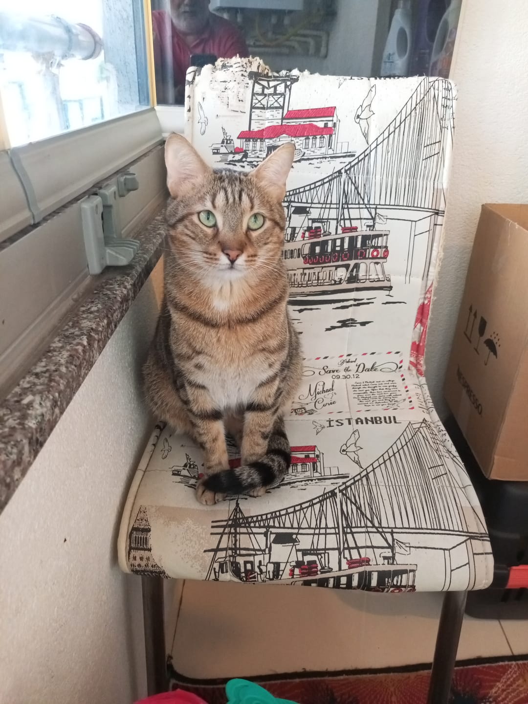 Customer photo review of Otomatik Kedi Tuvaleti Çöp Poşeti | 75 Adet, X8623, X8624 ve X8620 Uyumlu Yedek Atık Poşeti (X8779)