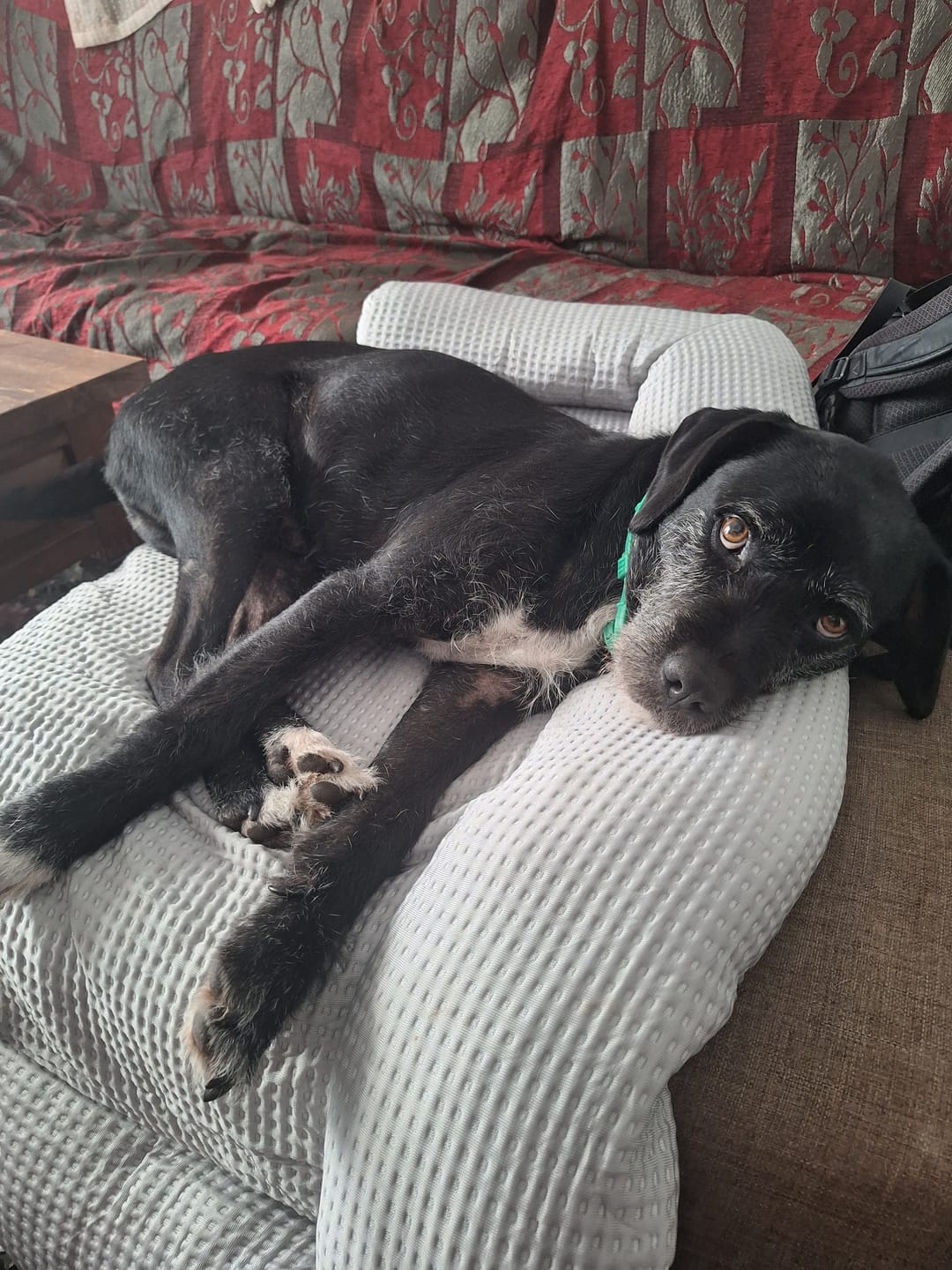 Customer photo review of Frostcore™ Cooling Couch Cover Dog Bed - Waffle Grey