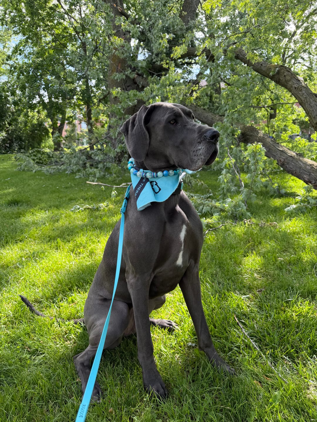 Customer photo review of Handler Pro