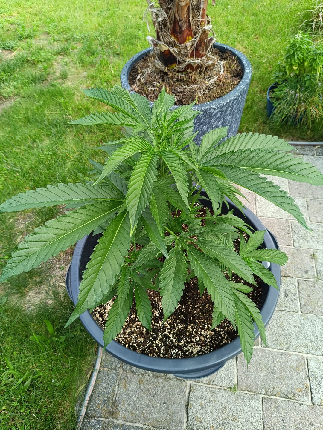 Customer photo review of Gogurtz (Runtz Kreuzung) Steckling