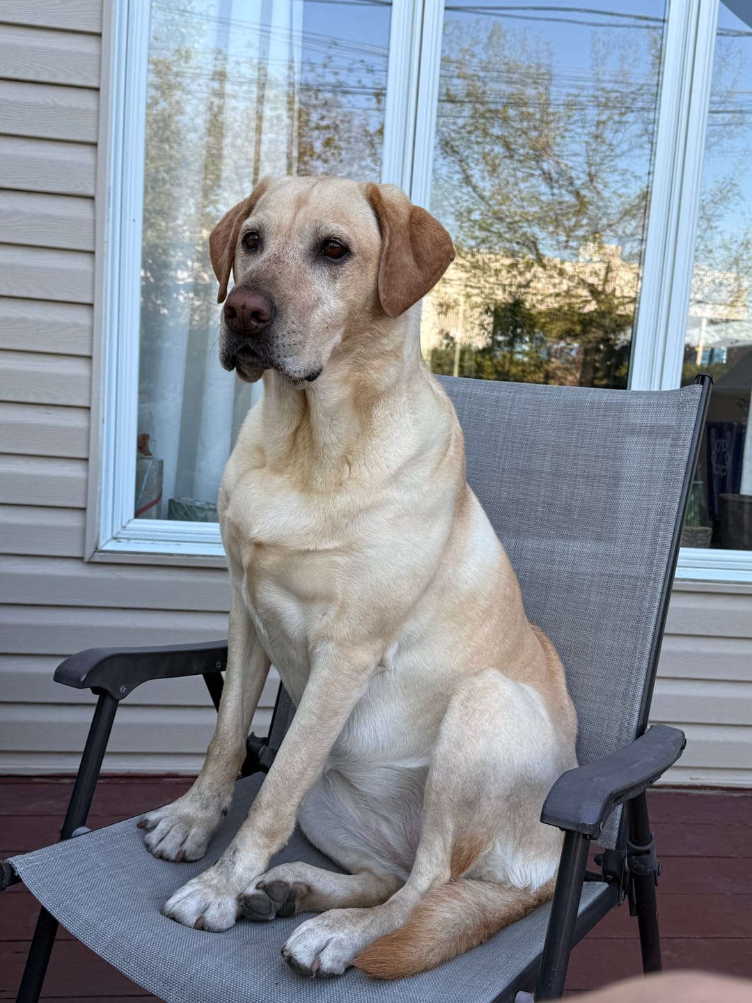 Customer photo review of 12 Inch Monster Bully Stick