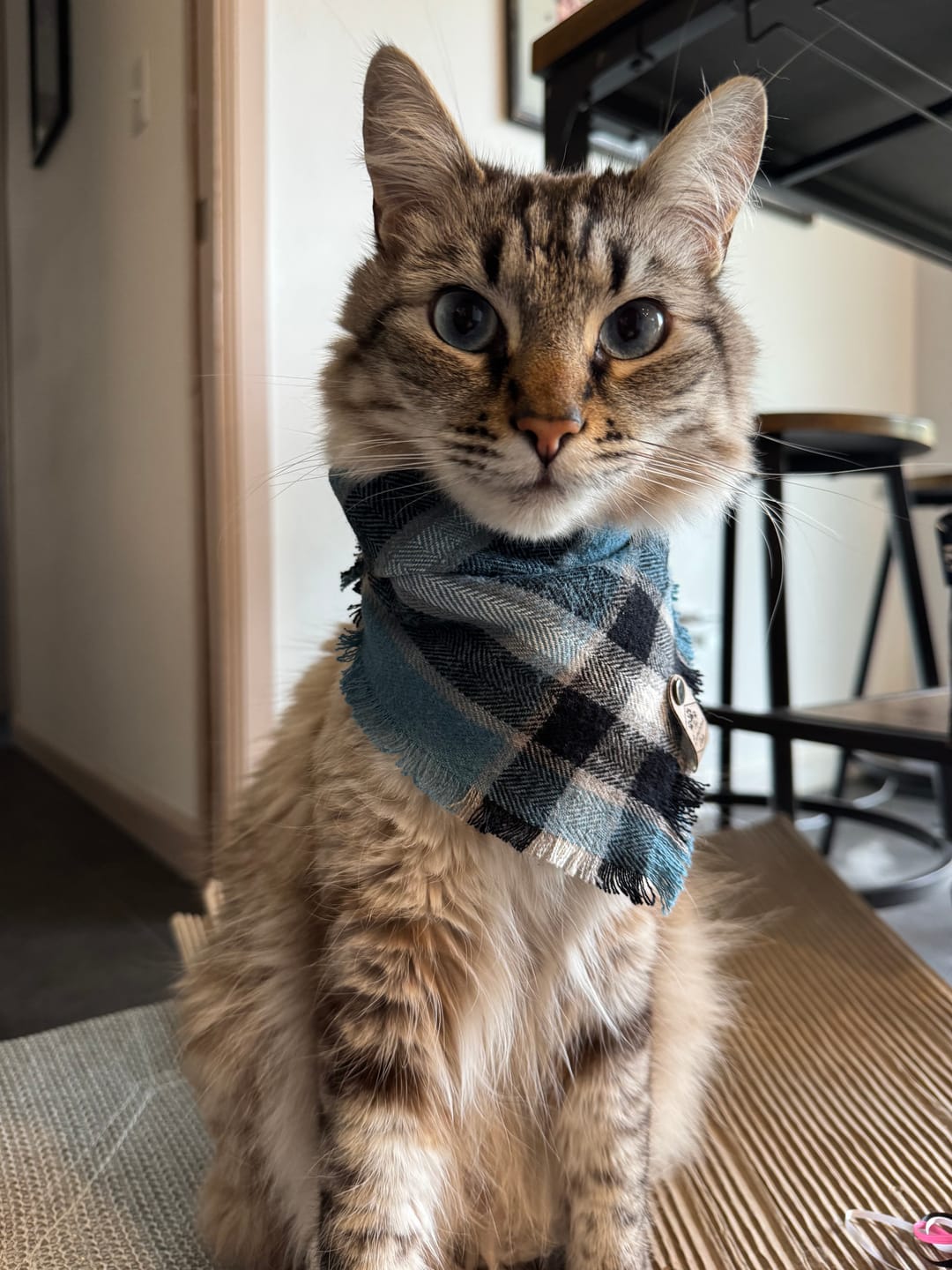 Customer photo review of Hood Canal Frayed Snap-On Bandana | Blue & Black Plaid