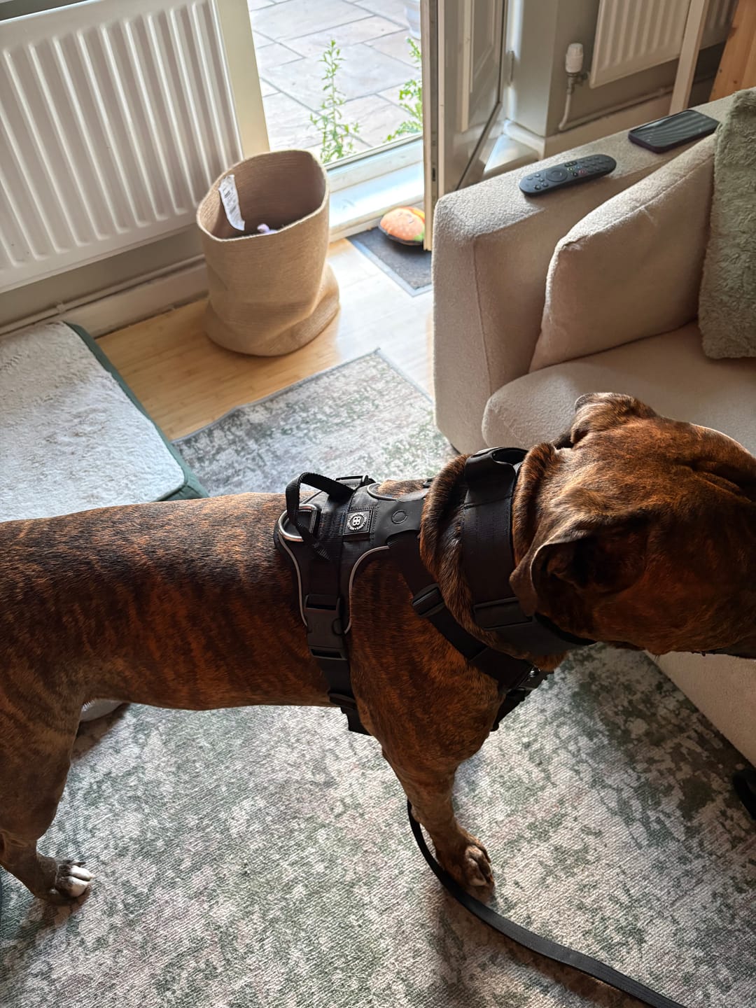 Customer photo review of Anti Pull Hurricane Harness Lighter | With Handle - Black