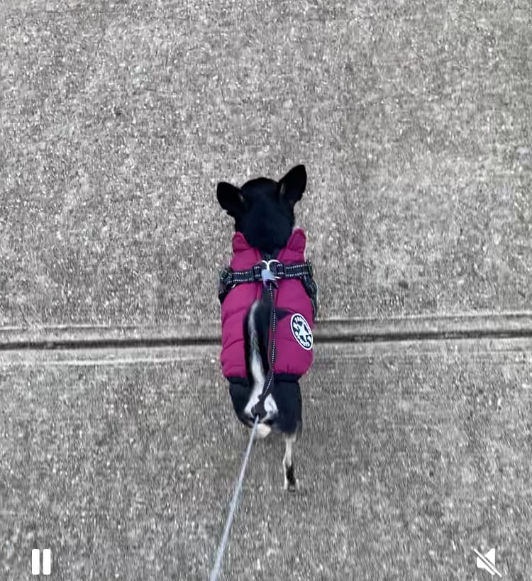 Customer photo review of Waterproof Warm Winter Dog Jacket With Harness | Dog Clothes