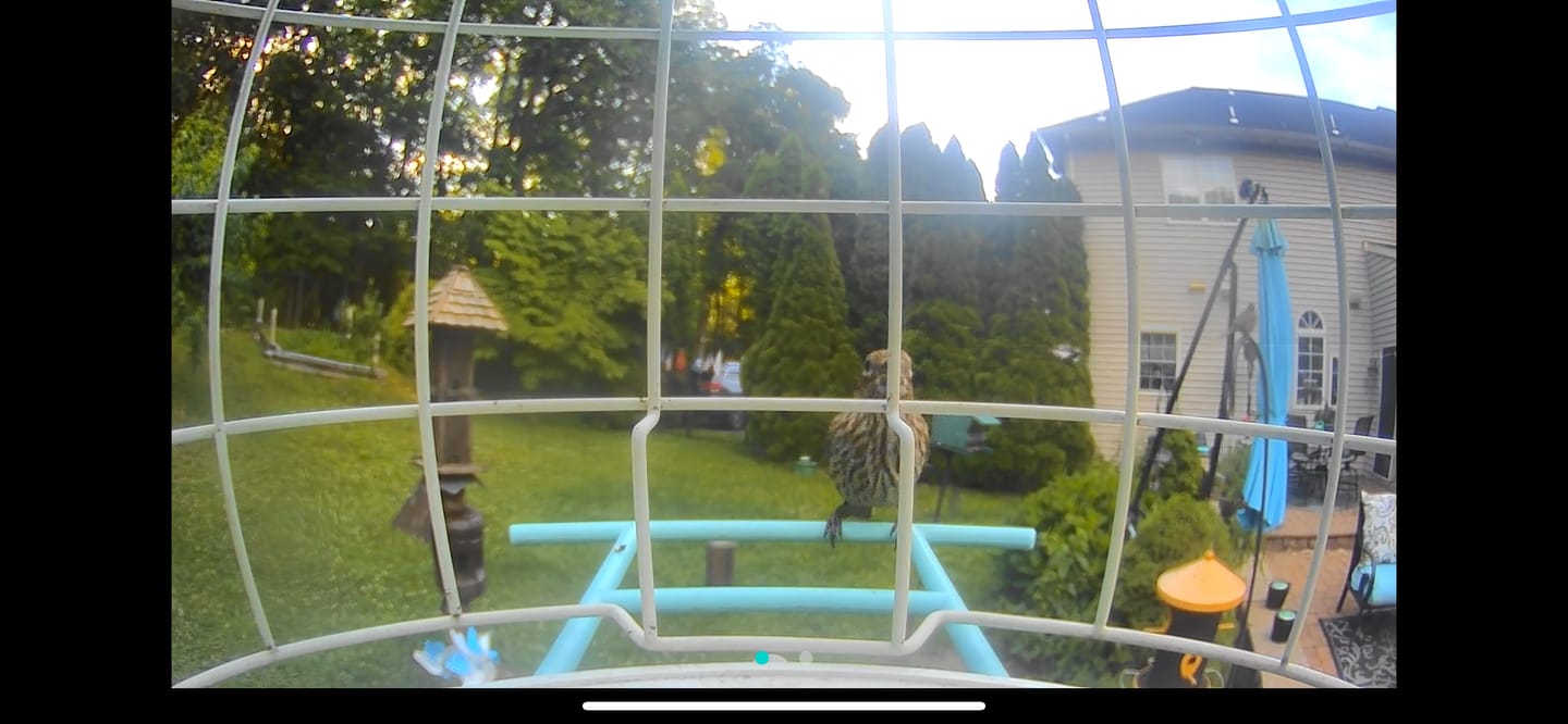 Customer photo review of Birdfy Feeder - AI-Powered Smart Bird Feeder with Camera-Yellow