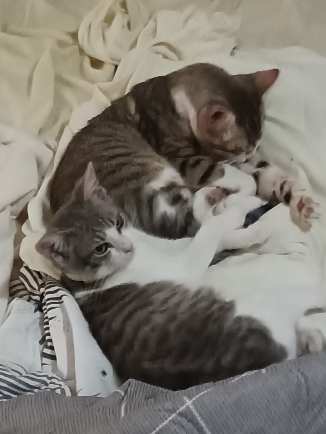 Customer photo review of Cat Adult