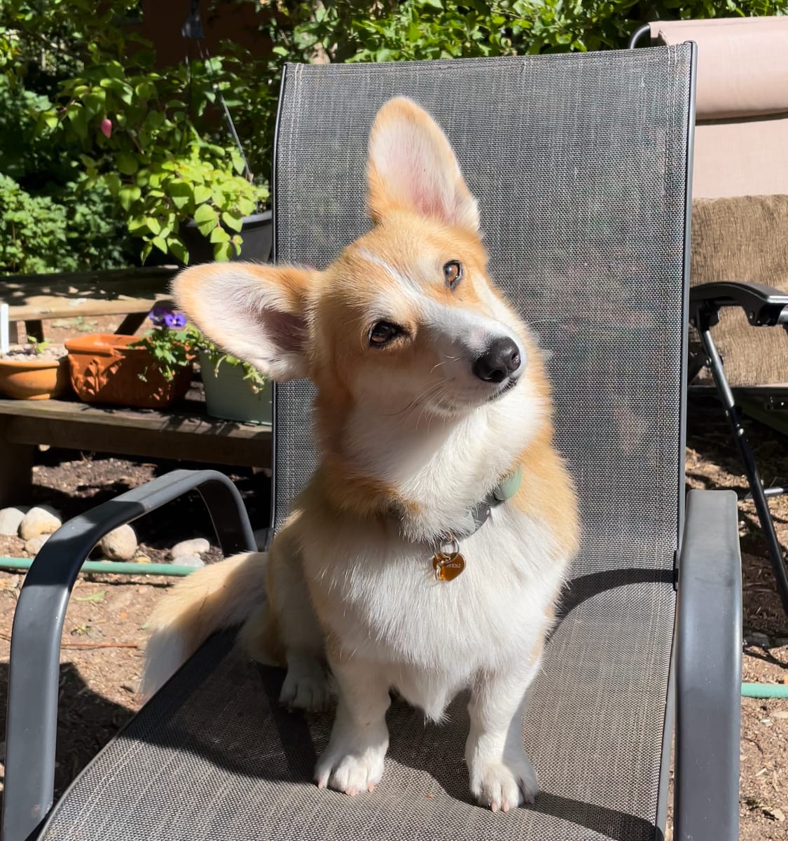 Customer photo review of Adjustable Biothane Quick Release Dog Collar