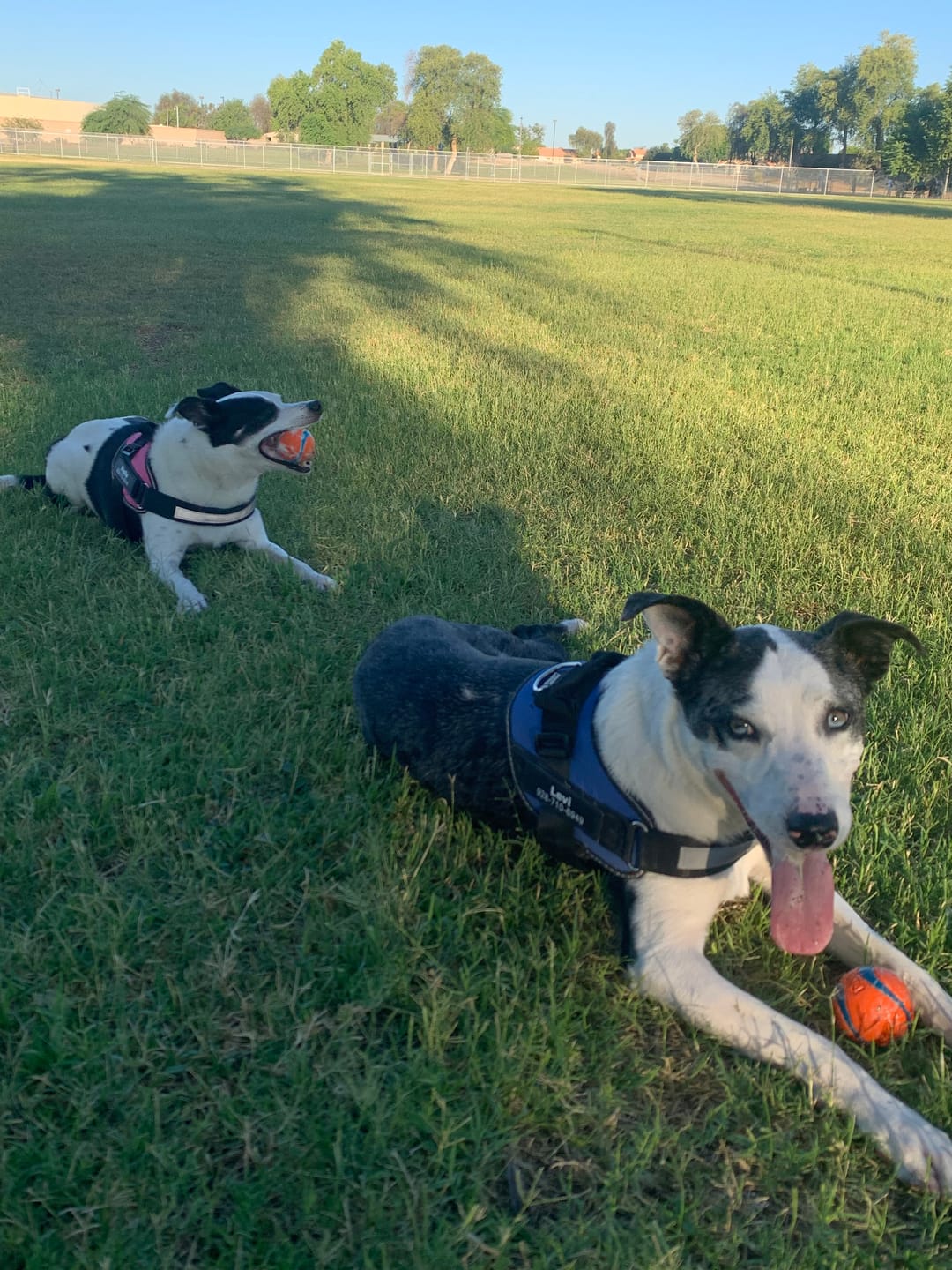 Customer photo review of Dogshood ™