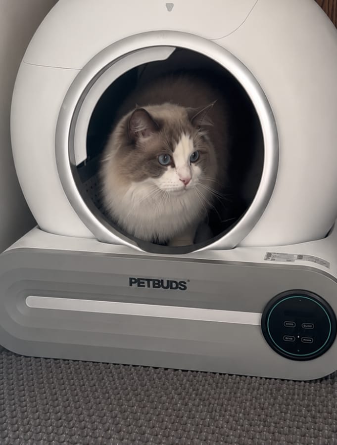 Customer photo review of Petbuds™ Pro 2026 Automatic Self-Cleaning Litter Box