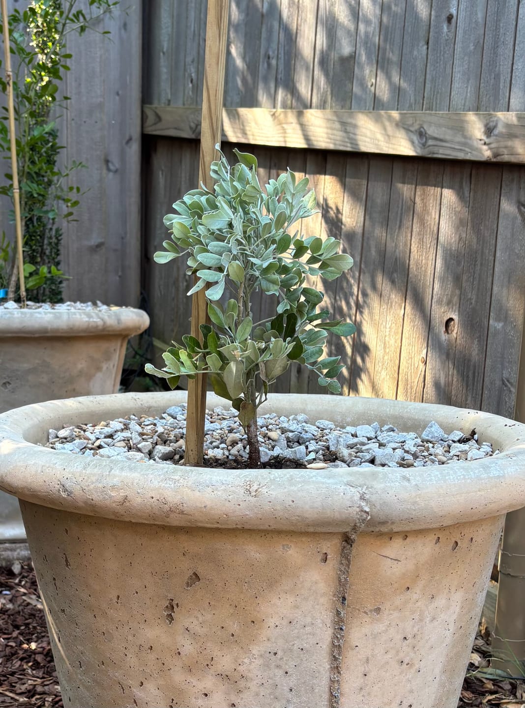 Customer photo review of Silver Texas Mountain Laurel