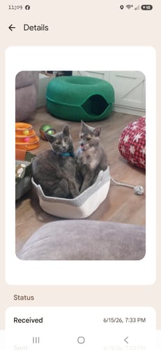Customer photo review of Instinct Basket | Meet the first research-backed natural territory for indoor cats