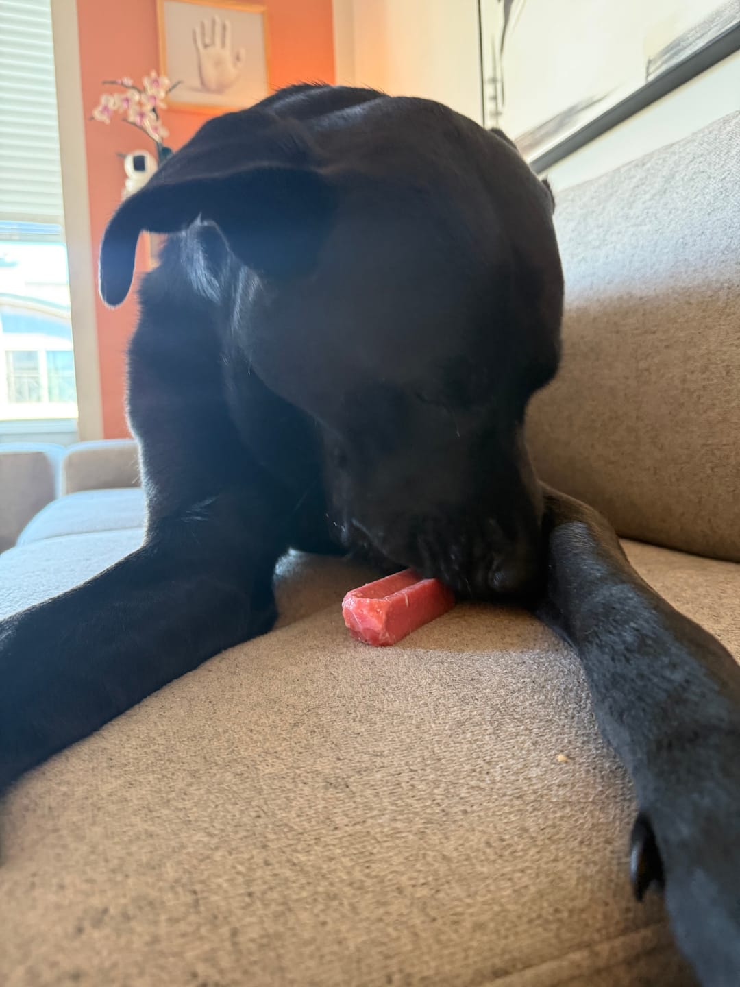 Customer photo review of Strawberry Himalayan Yak Chew (MEDIUM)