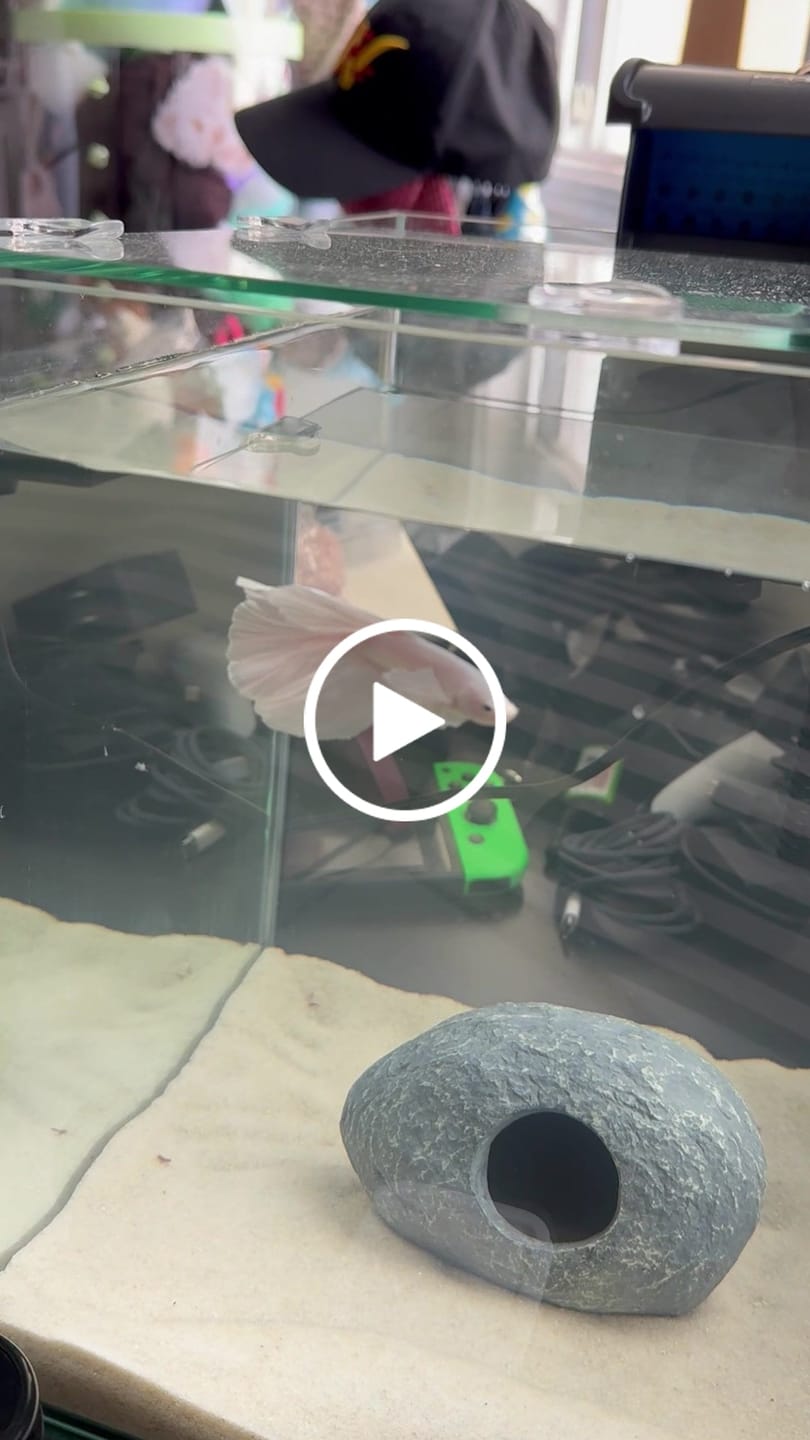 Customer video review of Super White Dumbo Ear Halfmoon Male Betta Fish