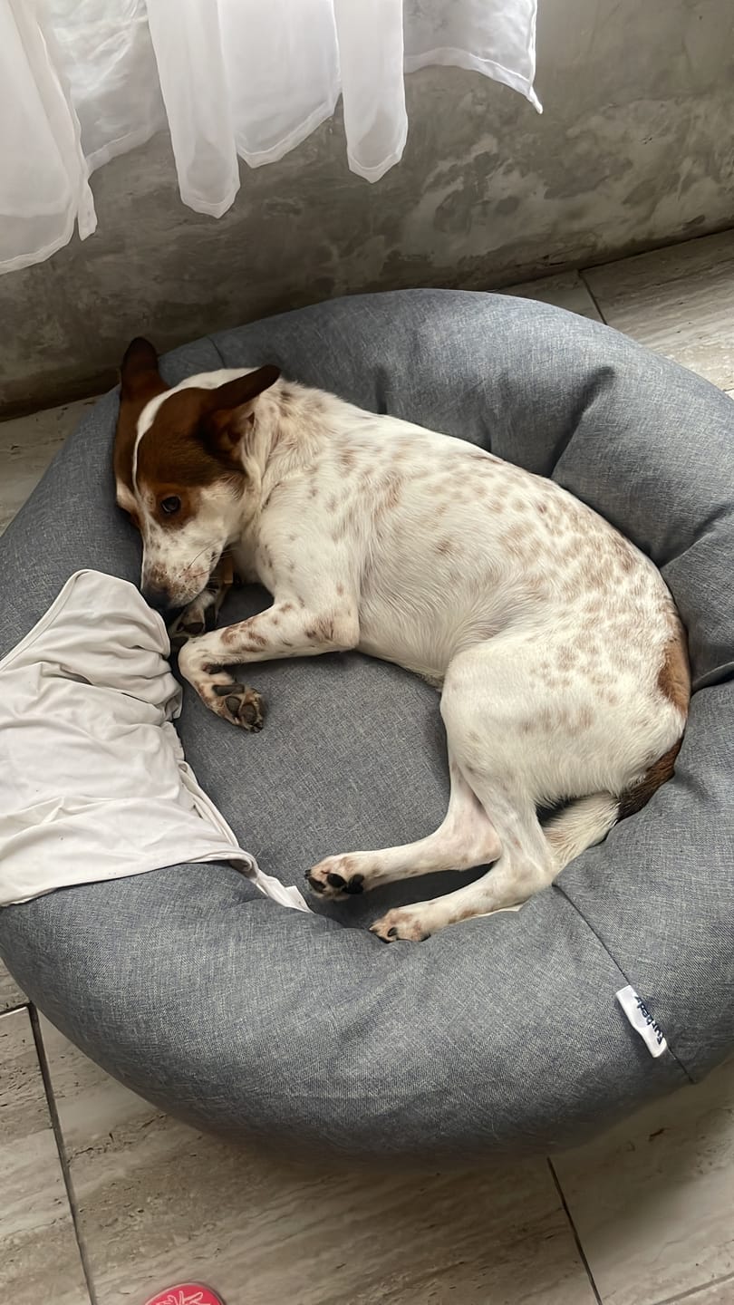 Customer photo review of Funda Lino para Cama Antiestrés para Perros