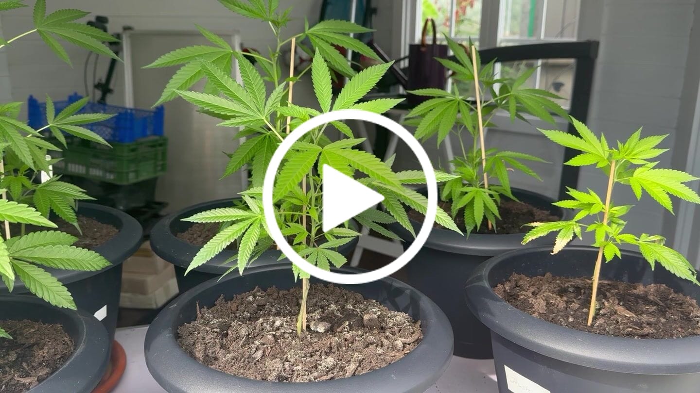 Customer video review of Einsteiger Set THC Stecklinge