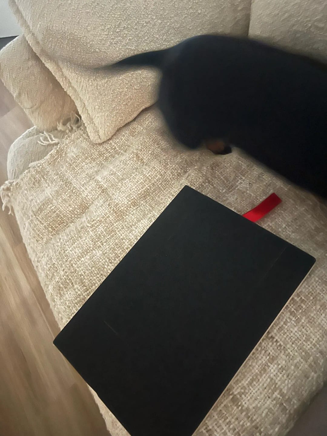 Customer photo review of Dog Nail Scratch Board with Treat Box – Stress Free Nail Filing for Dogs