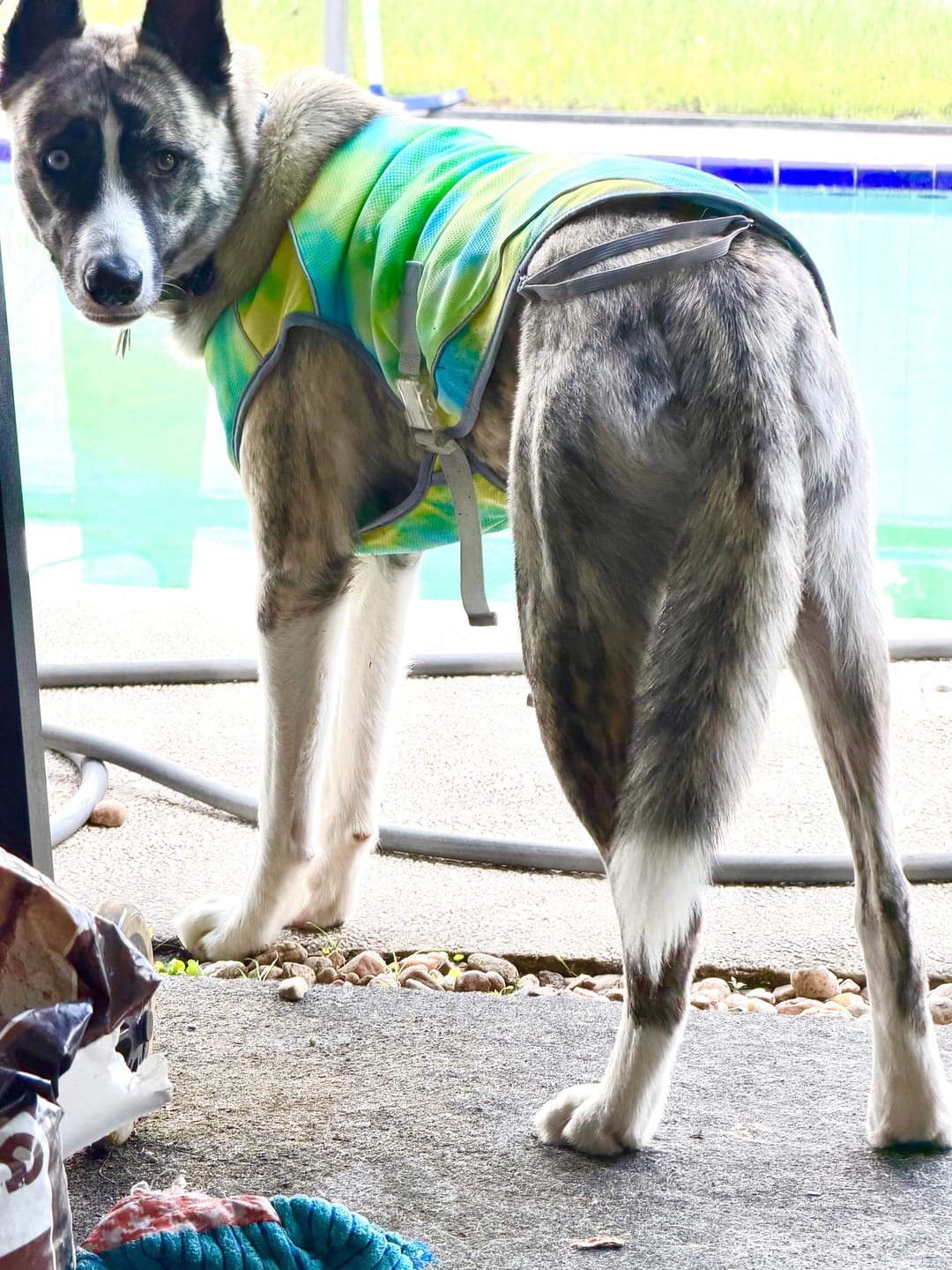 Customer photo review of Chilltech™ Dog Cooling Vest 2 Pack