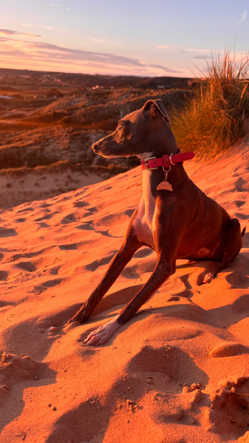 Customer photo review of Rose Hound Collar