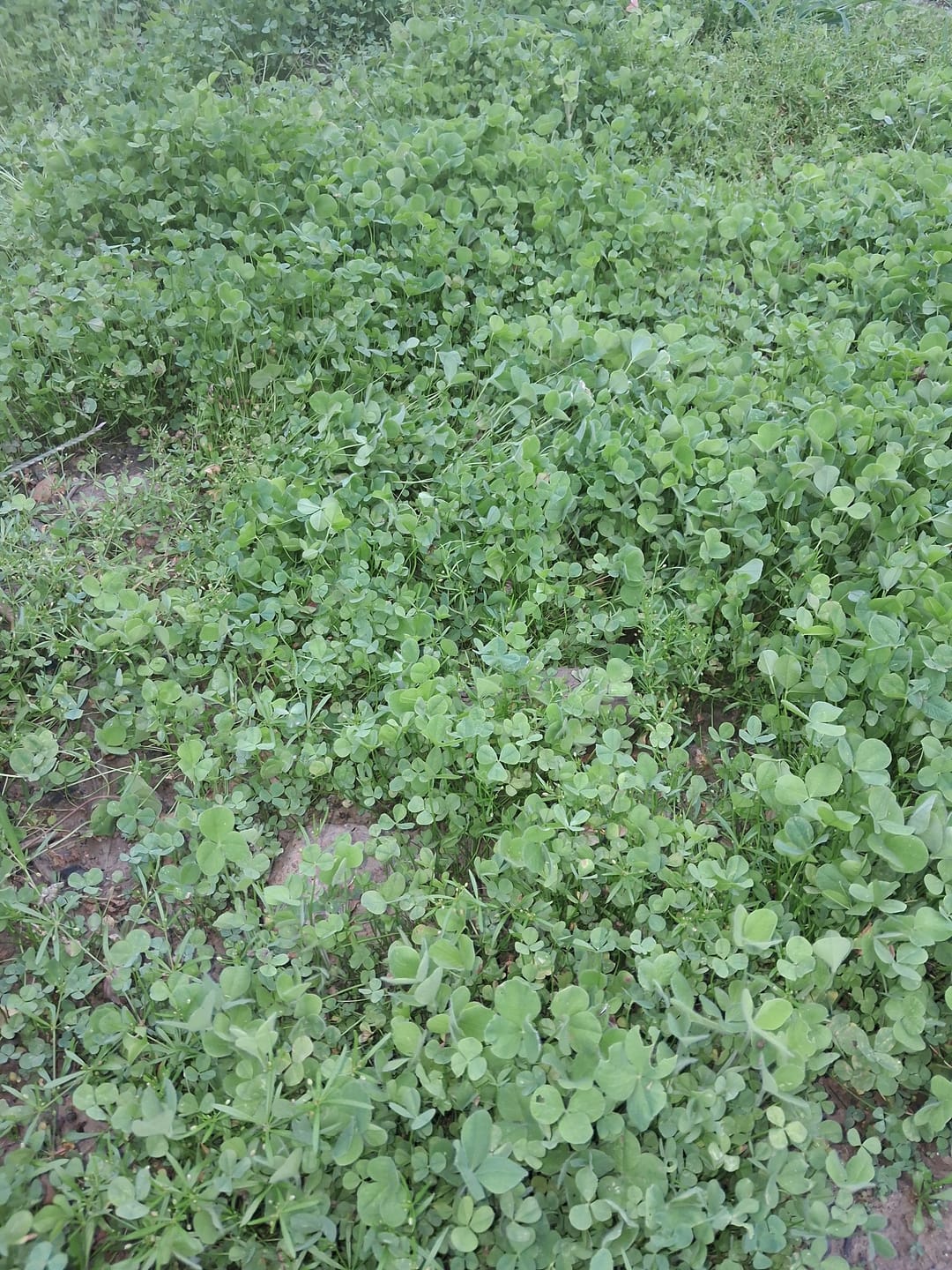 Customer photo review of Whitetail Hill Clover