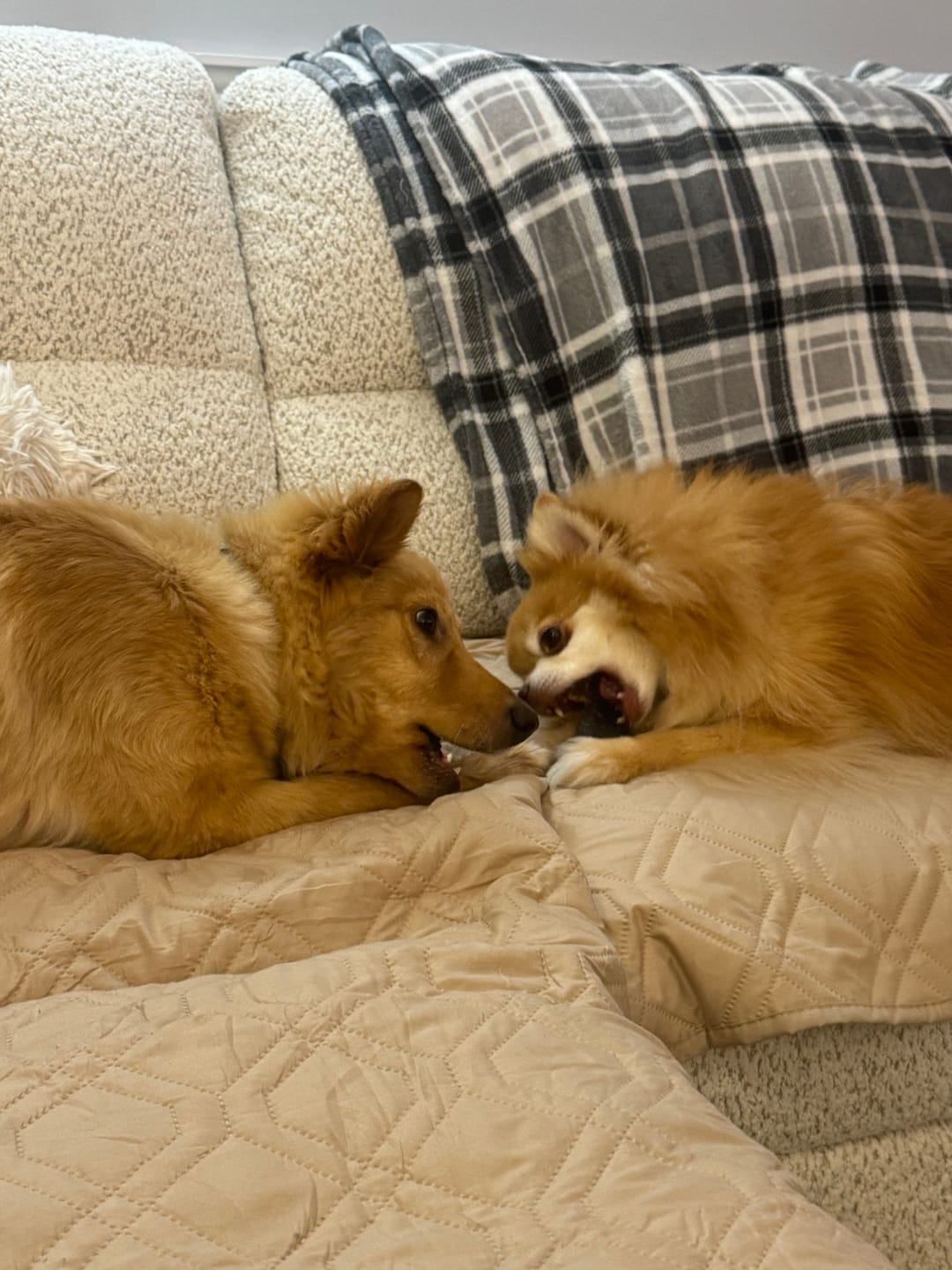 Customer photo review of Himalayan Yak Chew (SMALL)