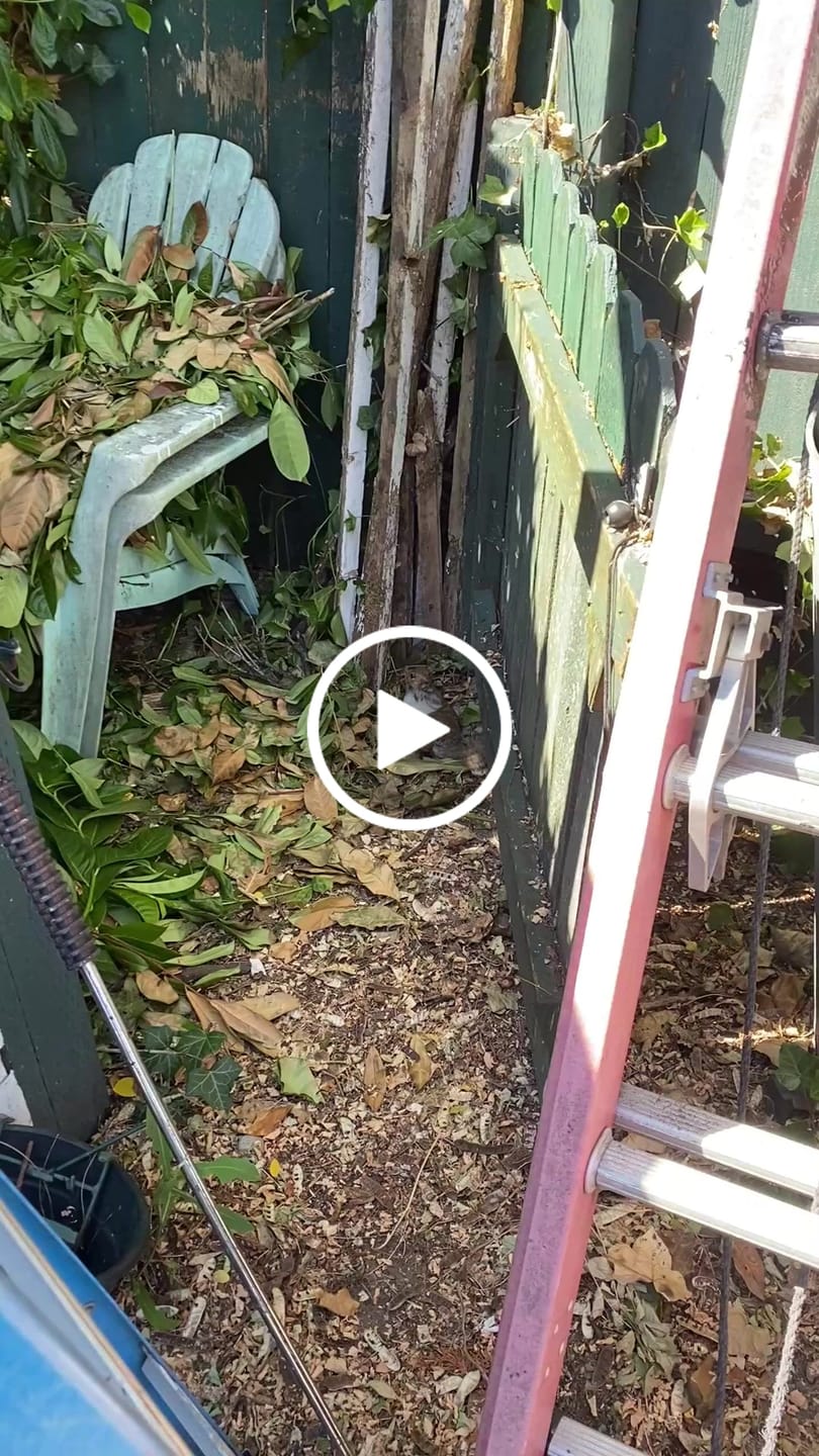 Customer video review of A18 Squirrel Trap Kit With Digital Strike Counter