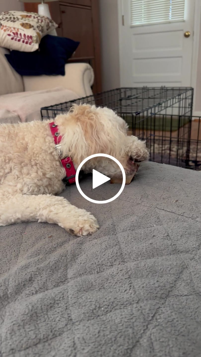 Customer video review of Smoked Beef Marrow Bone