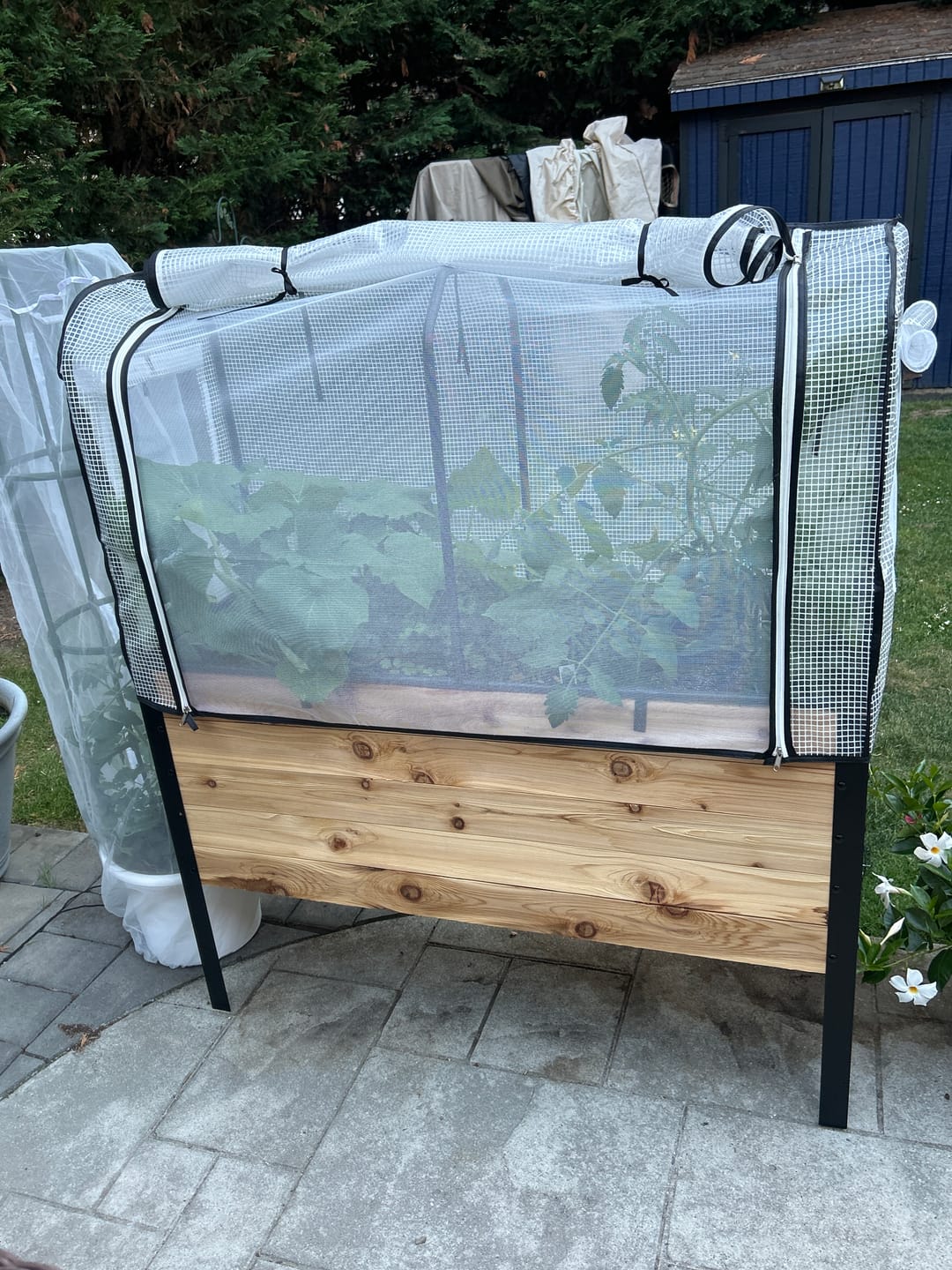 Customer photo review of Greenhouse Cover