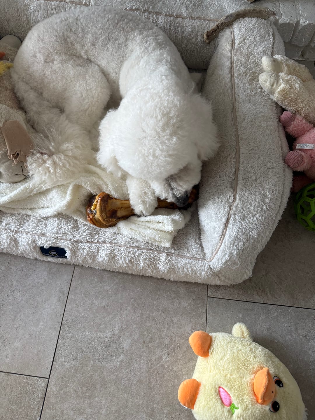 Customer photo review of Ostrich Hip Bone (12" x 5"x 3”): The Durable, Flavor-Packed Chew for Medium & Large Dogs