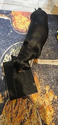 Customer photo review of Dog Nail Scratch Board with Treat Box – Stress Free Nail Filing for Dogs