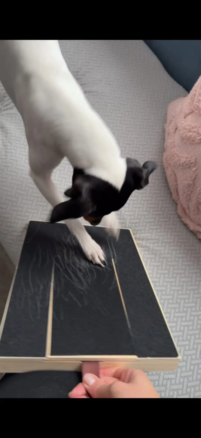 Customer photo review of Dog Nail Scratch Board with Treat Box – Stress Free Nail Filing for Dogs
