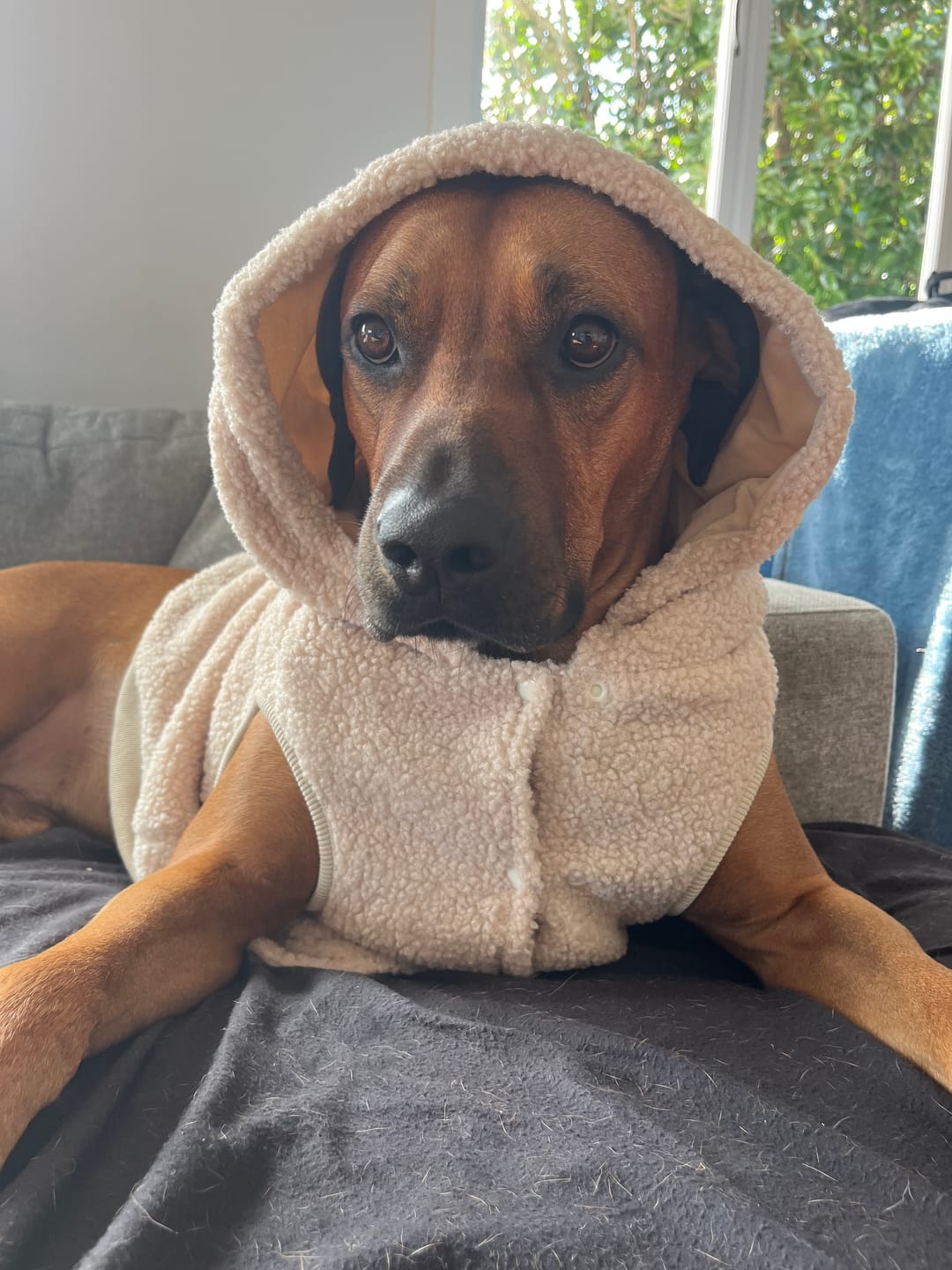 Customer photo review of Teddy Sherpa Dog Jacket - Beige