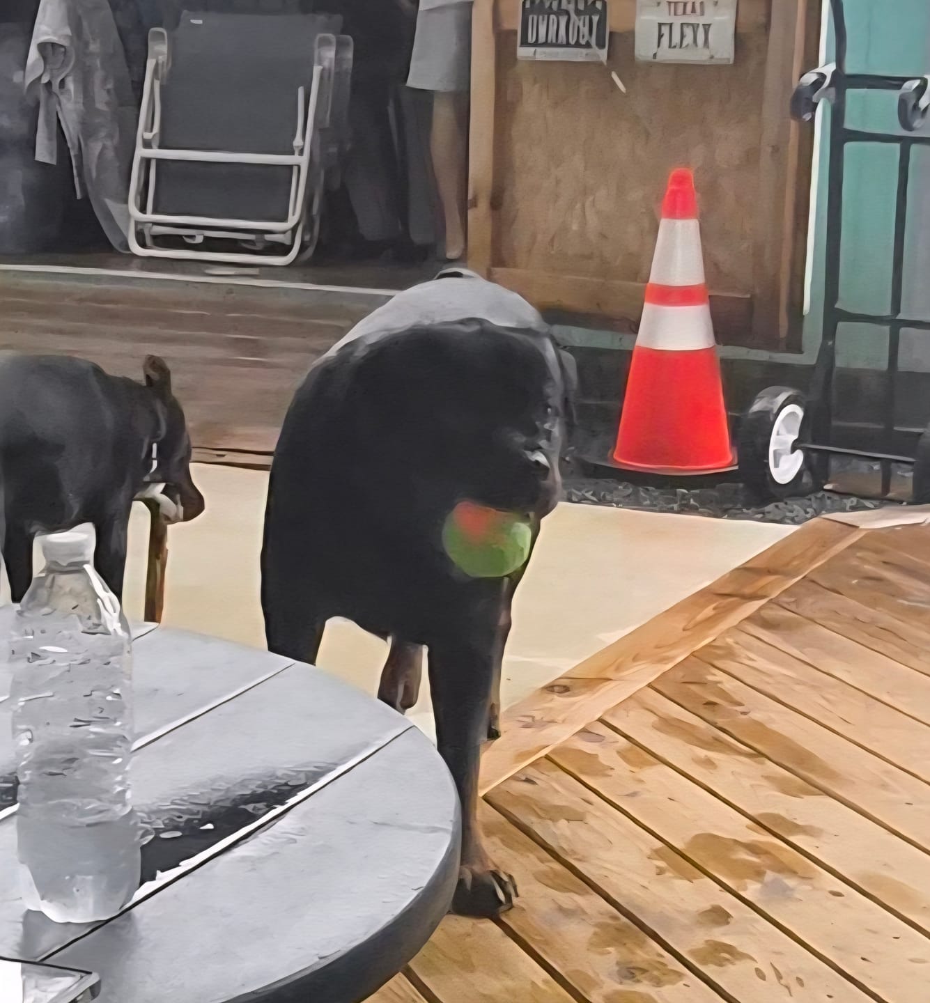 Customer photo review of WUNDERball - Best Fetch Toy