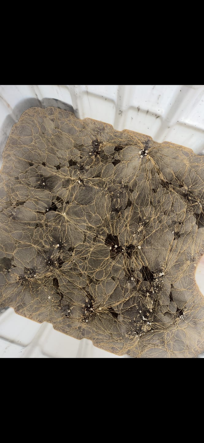 Customer photo review of TCM Microbial Inoculant & Soil Amendment