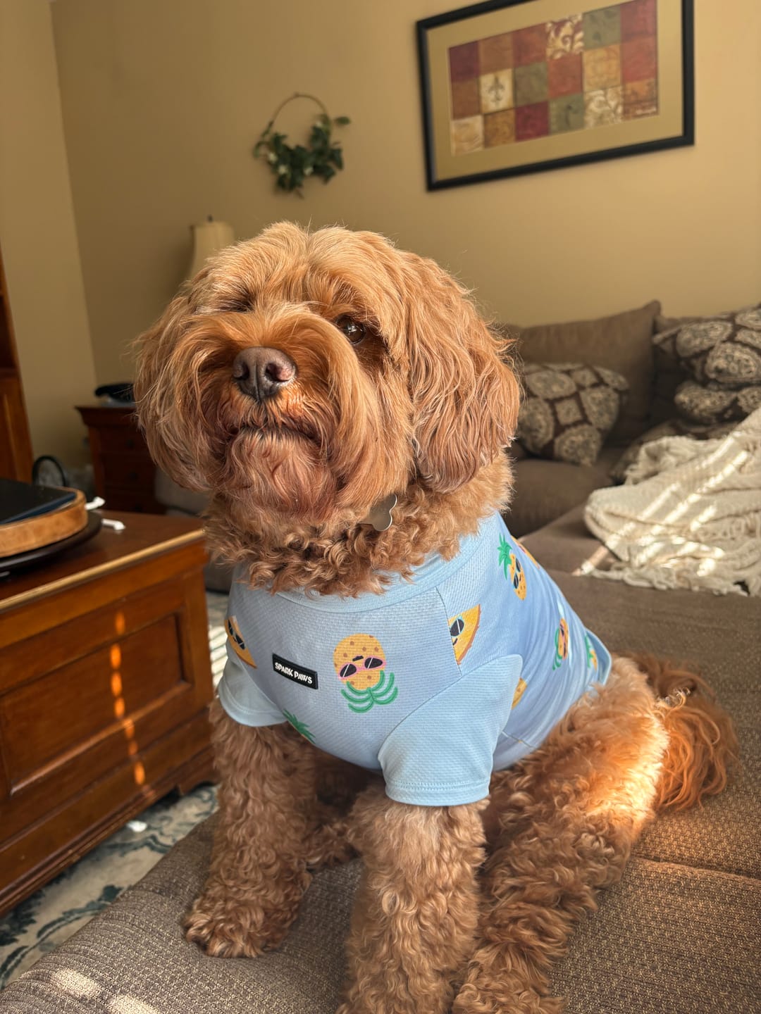 Customer photo review of Sunblock Dog T-Shirt 2-pack