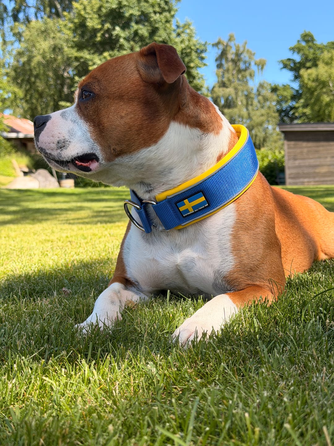 Customer photo review of Staffordshire Bull Terrier 1935® Martingale Collar - Sweden Edition - Royal Blue & Yellow
