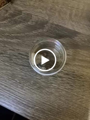 Customer video review of SNIFFERS THCA Flower