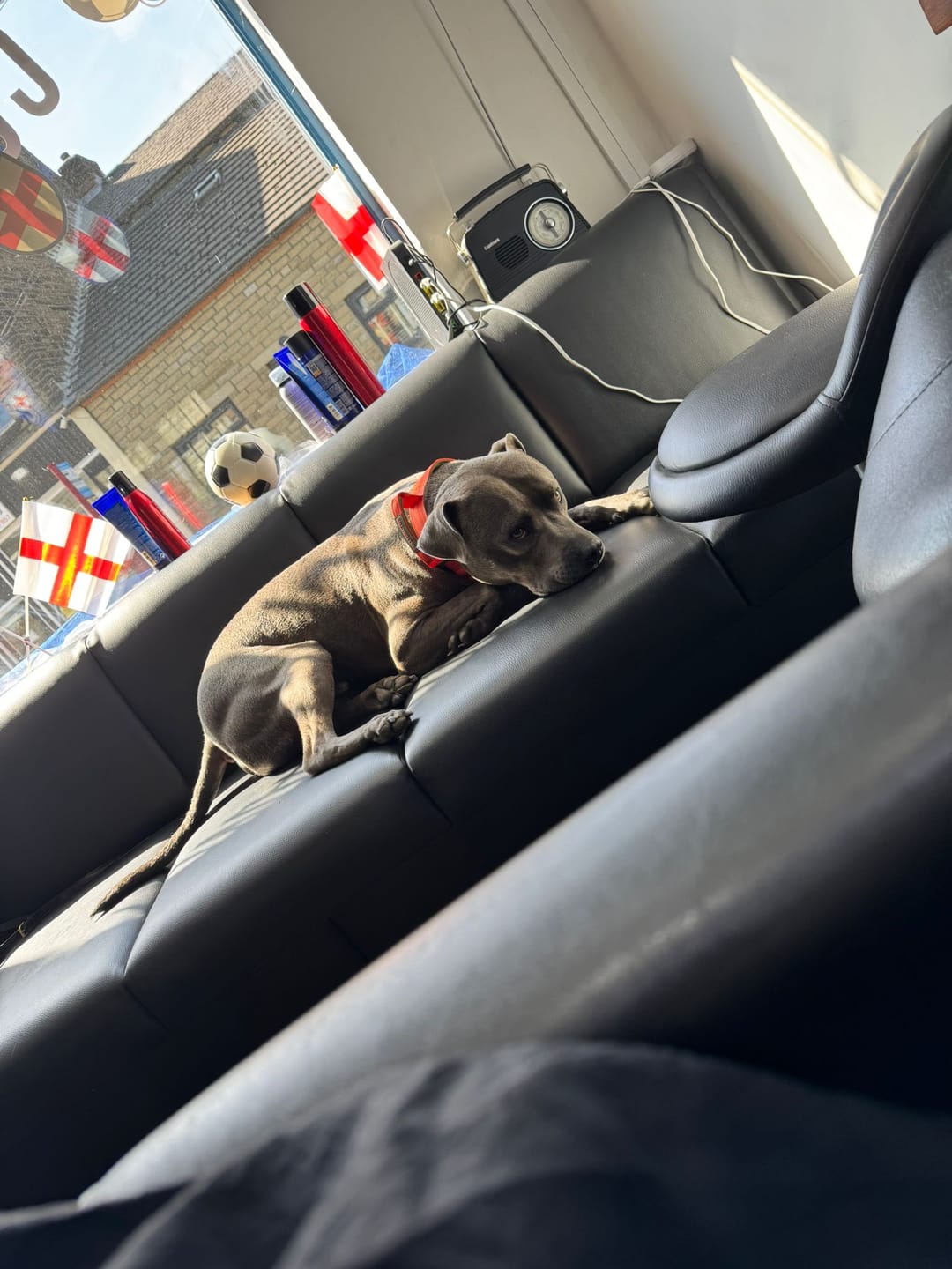 Customer photo review of 4cm LIGHTER Combat® Collar | With Handle & Secure Clip - Burnt Orange X Khaki