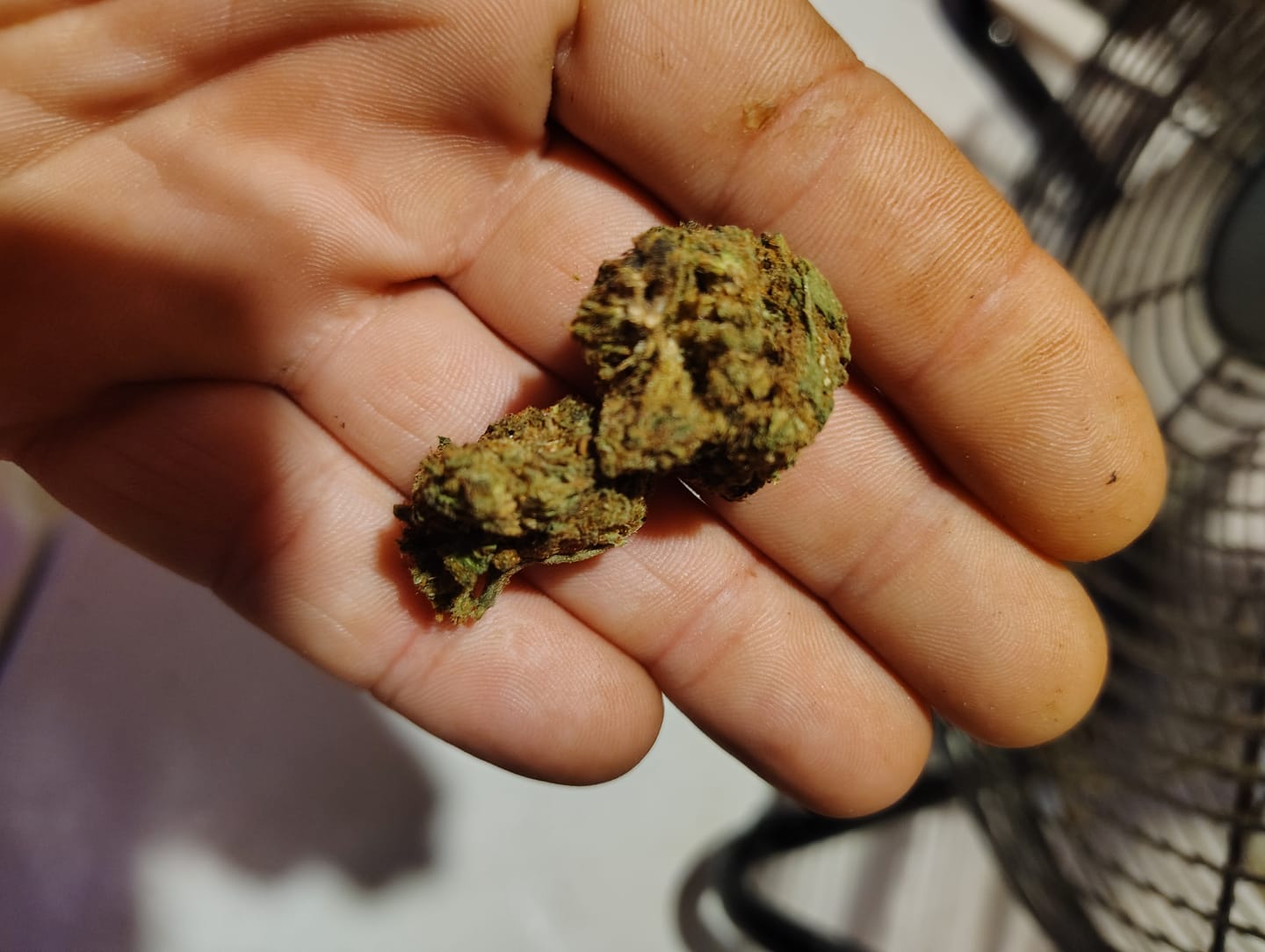 Customer photo review of Double Dream - 28 Grams - Sativa