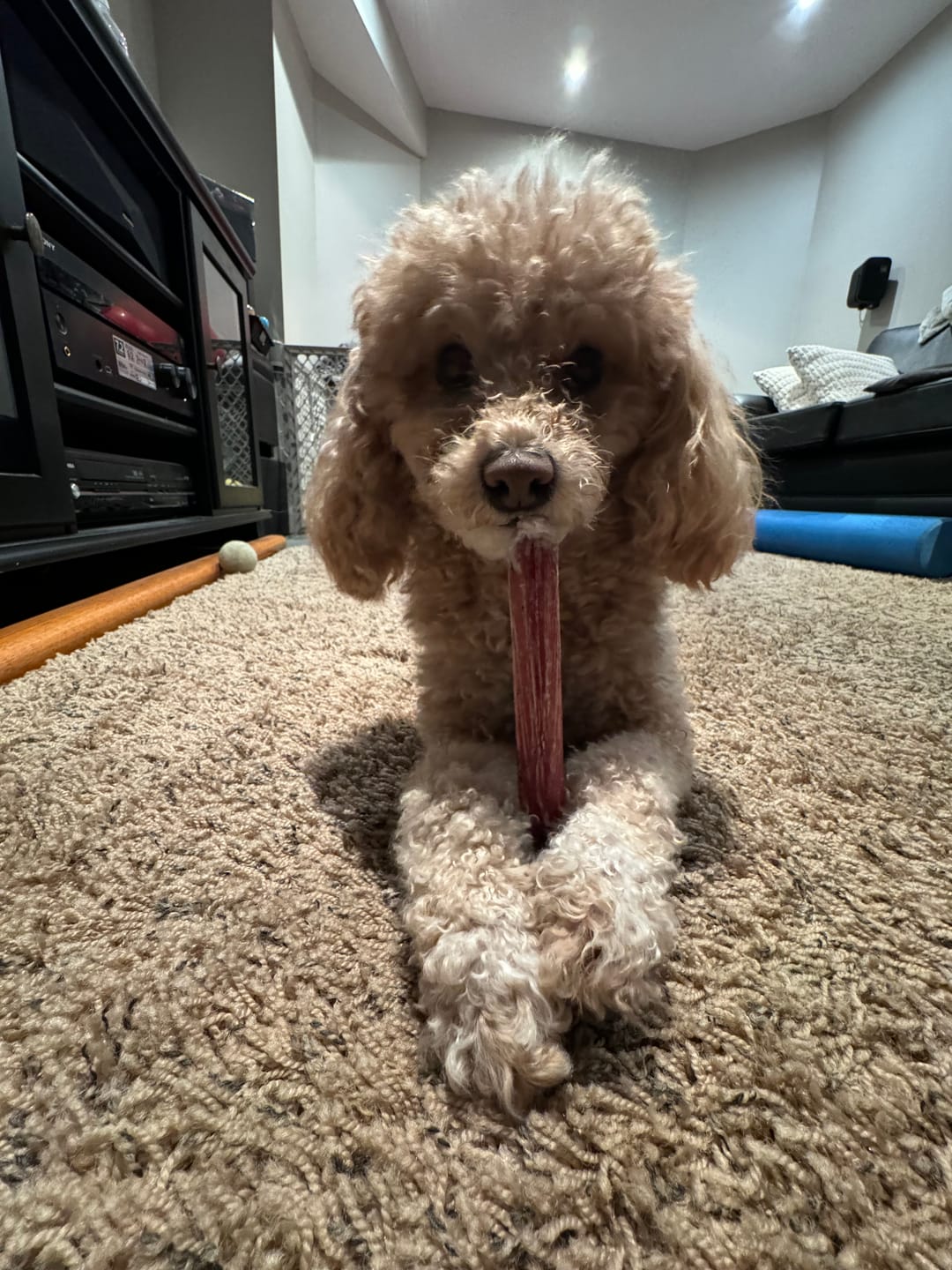 Customer photo review of 6 Inch Thick Bully Stick